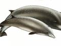 Wal butlonosy.
Rys. Würtz-Artescienza, źródło: http://www.cms.int/reports/small_cetaceans/data/H_ampullatus/h_ampullatus.htm